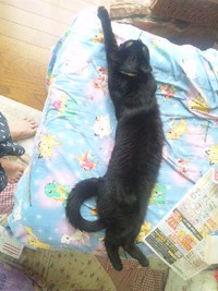 ∞ニャン♪ニャン♪猫ニャン♪∞  2013/05/15 12:06:12