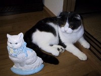 夕べの秀(=^ェ^=)