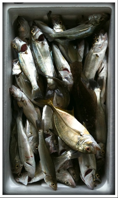 釣り師の掟！
