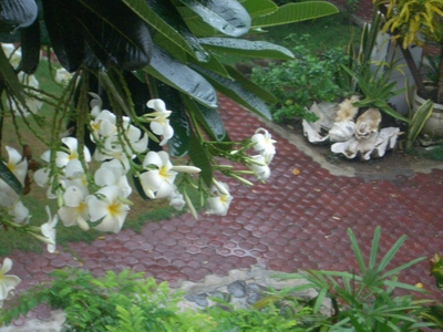虎DAY15 雨。