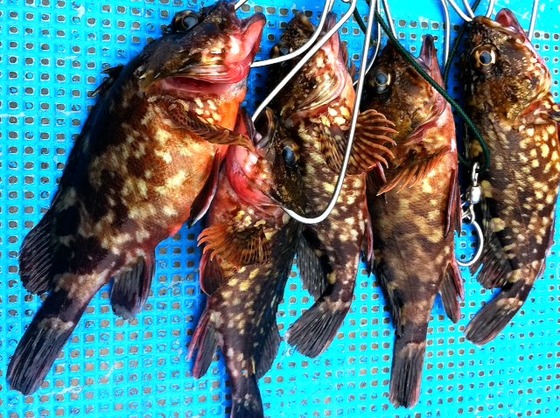DAY ROCK FISH