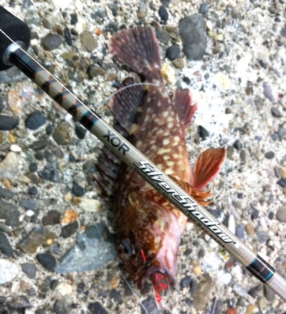 DAY ROCK FISH
