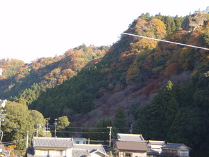 今日の紅葉