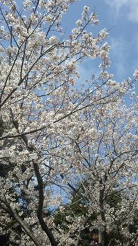 お花見♪ 2011/04/10 14:52:39
