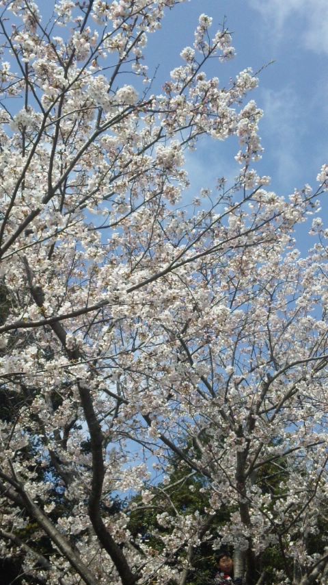 お花見♪