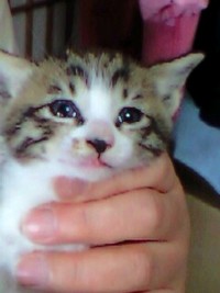 ５月４日は新しい飼い主を探す会 2008/05/04 00:28:59