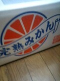 みかん 2008/10/29 06:01:10