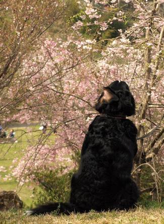 お花見散歩♪