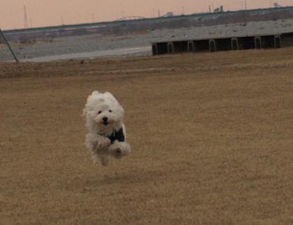飛行犬