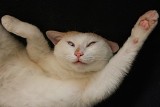ポーズ