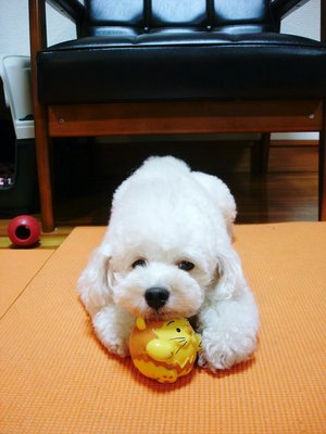 ＨＡＰＰＹ　ＢＩＲＴＨ　ＤＡＹ　マックス　6歳　