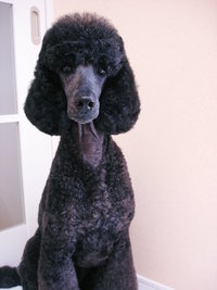看板犬プロフィール（ＭＡＲＩＡ）