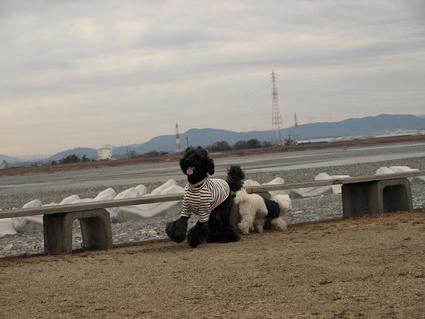 飛行犬