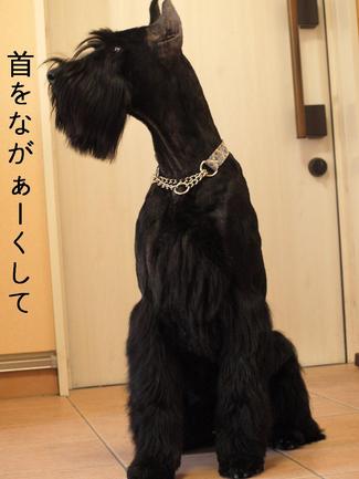 黒いコまとめて…