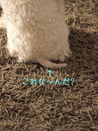 パパトリ♪