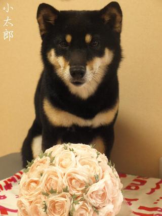 モサッ