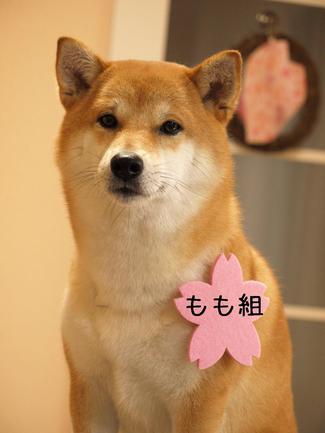春爛漫!?