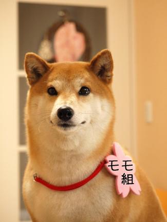 春爛漫!?