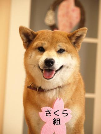 春爛漫!?