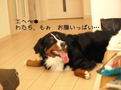わん友お茶会withわん
