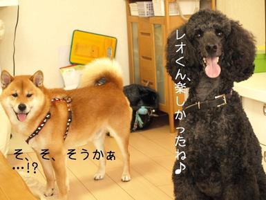 わん友お茶会withわん