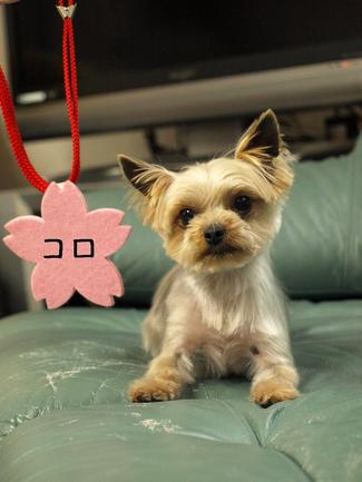 Happy Birthday MAX♪