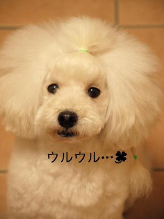 犬社会
