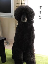 ボサコ