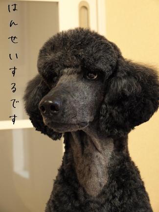 ボサコ