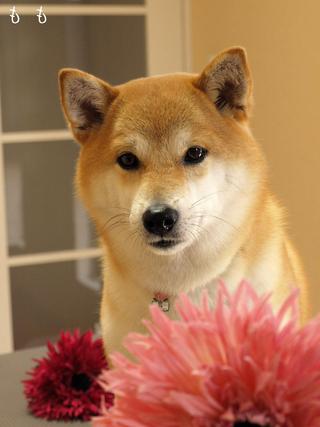 4月の