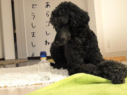 ペットボトル…ケースその1