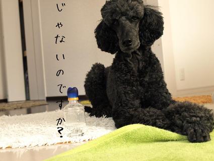 ペットボトル…ケースその1
