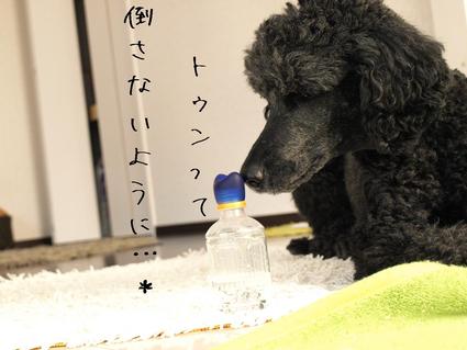 ペットボトル…ケースその1