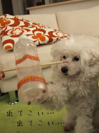 ペットボトルで…