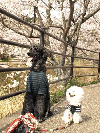 お花見散歩♪