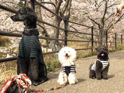お花見散歩♪