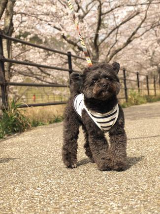 お花見散歩♪