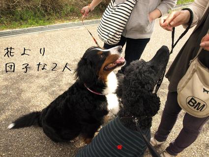 お花見散歩♪