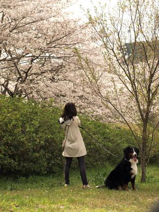 お花見散歩♪