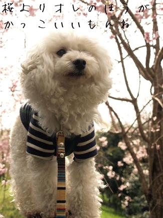 お花見散歩♪