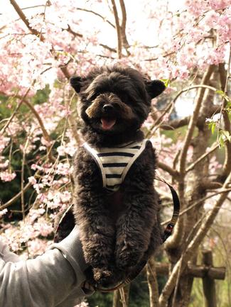 お花見散歩♪