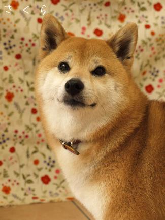 四つ葉だらけ