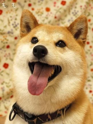 四つ葉だらけ
