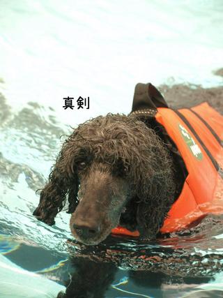 旅行③水泳合宿編