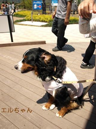 みんなでSAラン