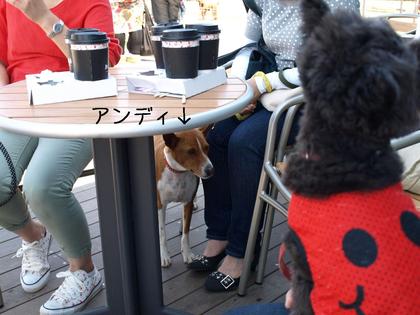 みんなでSAラン