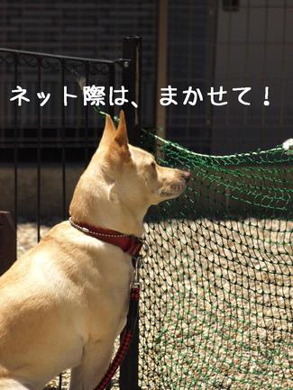 爽やかなので…
