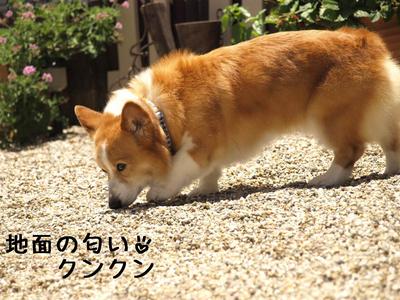 爽やかなので…