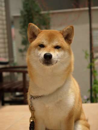 ＴＨＥ　直線縫い