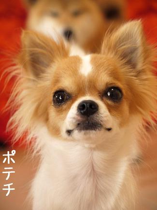 箱庭風
